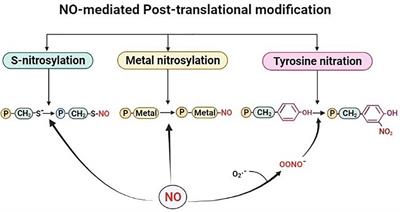 Phytohormonal Regulation Through Protein S-Nitrosylation Under Stress